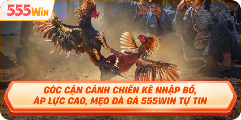 Góc cận cảnh chiến kê nhập bồ, áp lực cao, Mẹo đá gà 555WIN tự tin